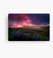 Lupins under the Midnight Sun Canvas Print