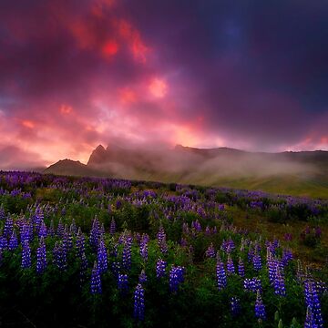 Artwork thumbnail, Lupins under the Midnight Sun by paulmp
