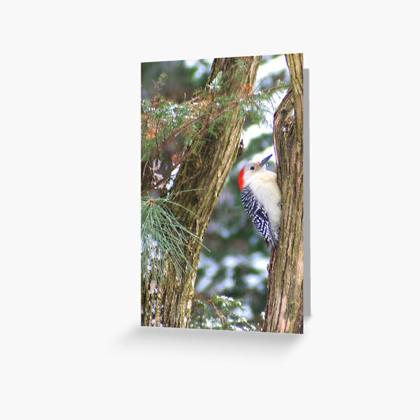 Young Red-bellied Woodpecker Greeting Card