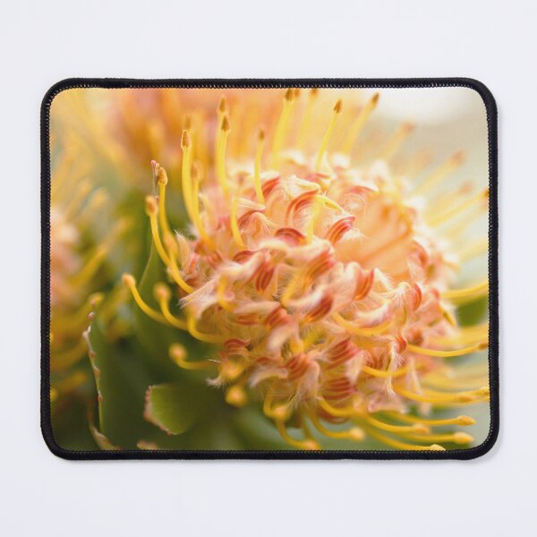 Item preview, Golden - Nodding Pincushion - South African Native designed and sold by imaginethis.