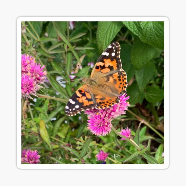 Painted Lady Butterfly on Pink Flowers Sticker