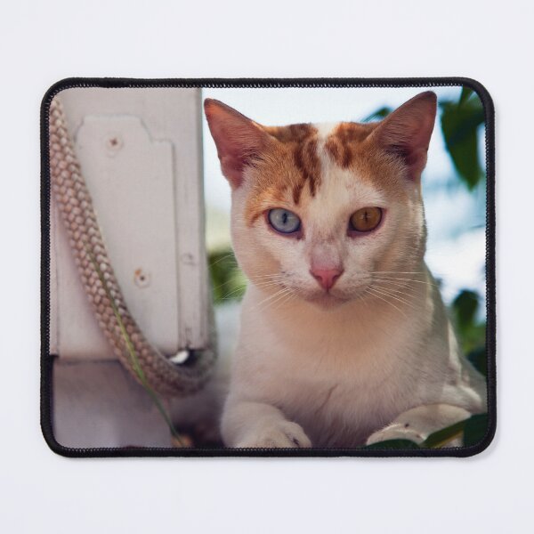 Item preview, Cats eyes designed and sold by Paul Thompson Photography.