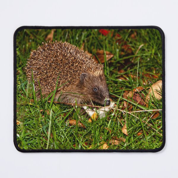 Item preview, Prickles the Hedgehog having supper designed and sold by Dalyndigital Photography.