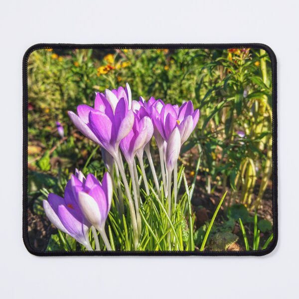 Item preview, Early Spring Crocuses designed and sold by Matthew Mason.