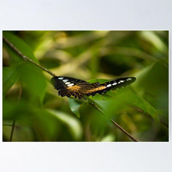 Item preview, Parthenos Sylvia - The Clipper designed and sold by RatManDude.