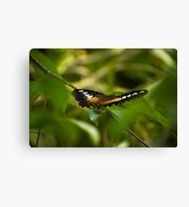 Parthenos Sylvia - The Clipper Canvas Print