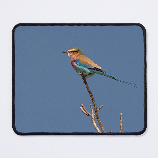 Item preview, Lilac Breasted Roller designed and sold by Lauren McCabe.