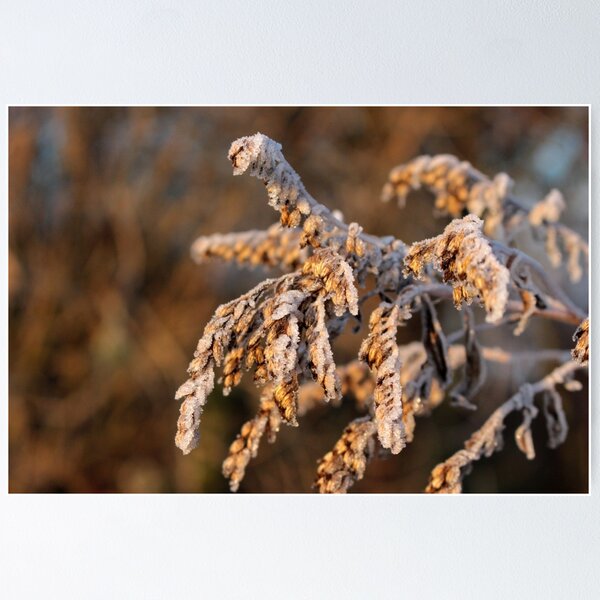 Item preview, Nature's Sepia designed and sold by cuprum.