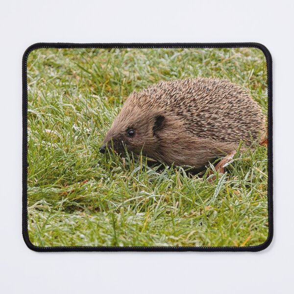 Item preview, Hedgehog in the frosty grass designed and sold by Dalyndigital Photography.
