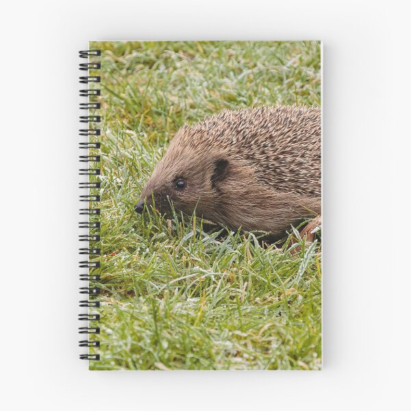 Item preview, Hedgehog in the frosty grass designed and sold by Dalyndigital Photography.