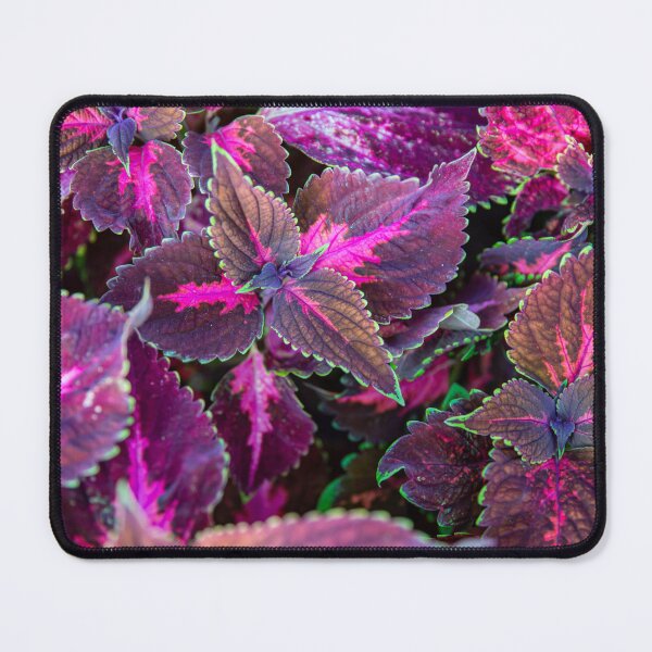 Item preview, Coleus designed and sold by Daniel's Destinations.