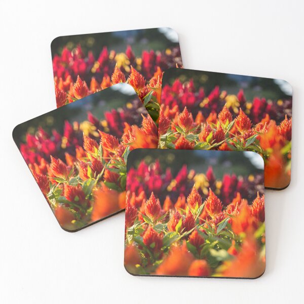 Item preview, Celosia designed and sold by Daniel's Destinations.