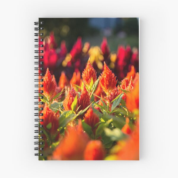 Item preview, Celosia designed and sold by Daniel's Destinations.
