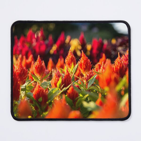 Item preview, Celosia designed and sold by Daniel's Destinations.