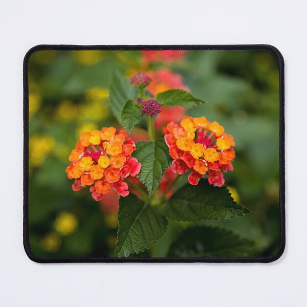 Item preview, Lantana designed and sold by Daniel's Destinations.