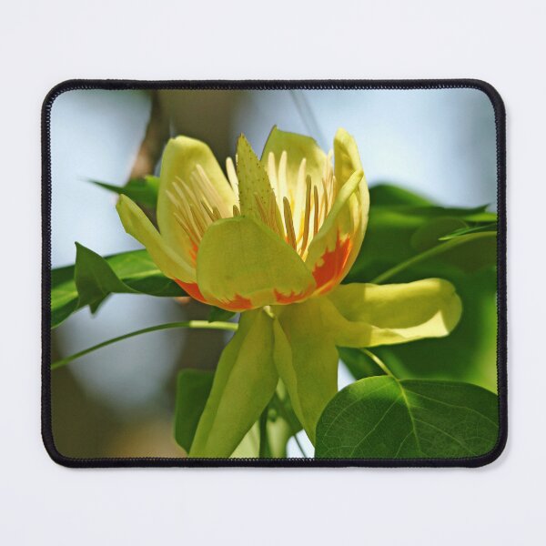 Item preview, Tulip Tree Bloom designed and sold by Debbie Oppermann.