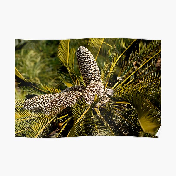 Drakensberg Cycad Cones, Encephalartos ghellinckii Poster