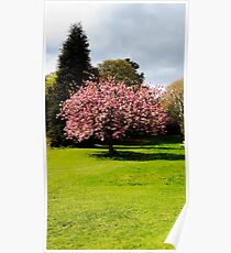Cherry Blossom Tree, Wrest Park, Bedfordshire Poster