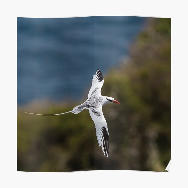 Red-billed Tropicbird Poster