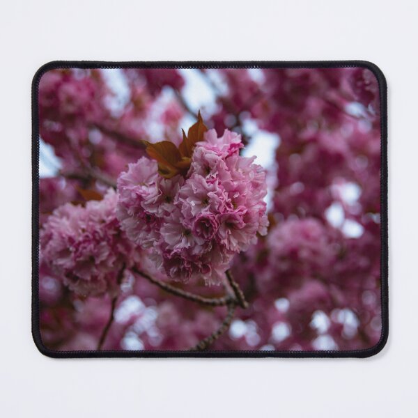 Item preview, Prescott Park Cherry Blossom designed and sold by Daniel's Destinations.