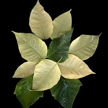 Artwork thumbnail, White Poinsettia 1 Dark Botanical by LindasPhotoArt
