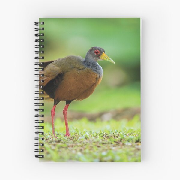 Item preview, Grey-necked Wood-Rail designed and sold by Faraaz Abdool.