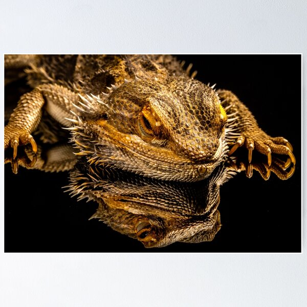 Item preview, Bearded Dragon designed and sold by Russell Charters.