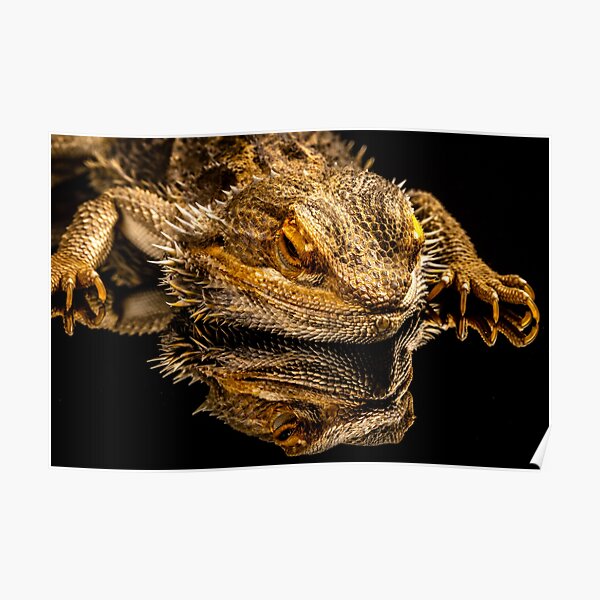 Bearded Dragon Poster