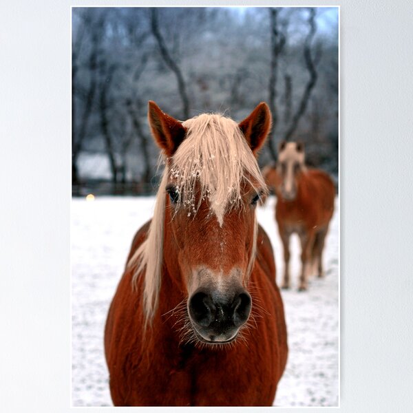 Item preview, Horse face designed and sold by ANJacobsen.