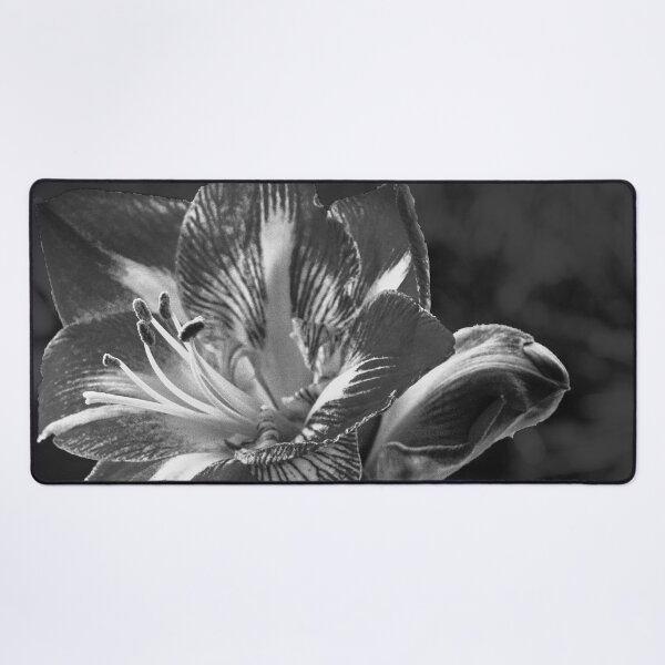 Item preview, Amaryllis in Mono designed and sold by jalfc46.