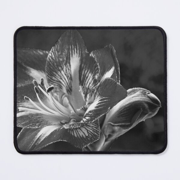 Item preview, Amaryllis in Mono designed and sold by jalfc46.