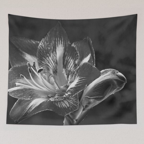 Item preview, Amaryllis in Mono designed and sold by jalfc46.