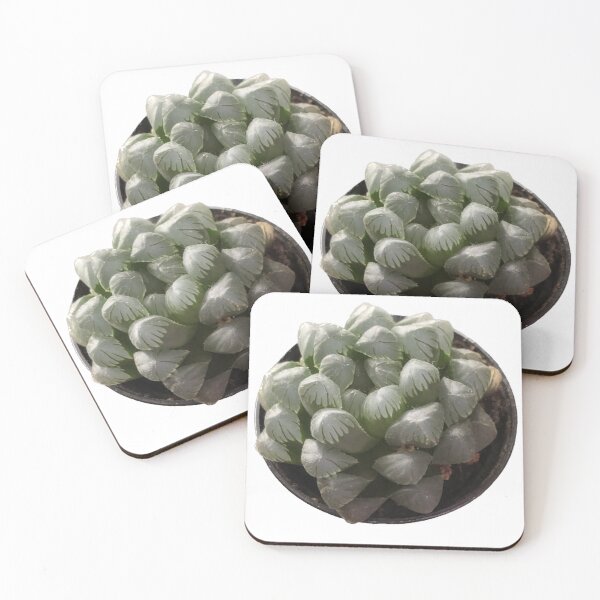 Item preview, Haworthia cooperi  designed and sold by Phoebew03.