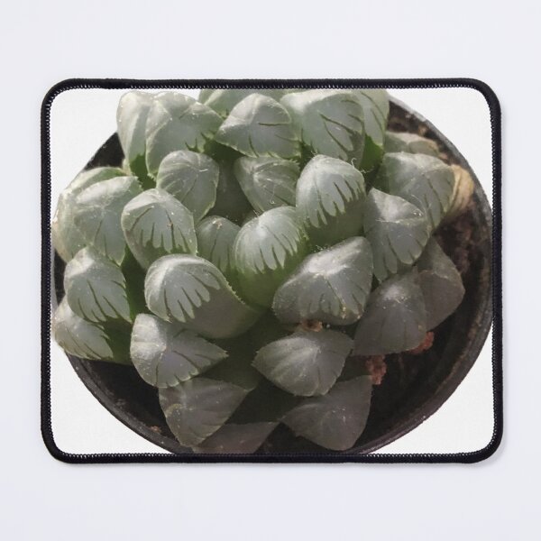 Item preview, Haworthia cooperi designed and sold by Phoebew03.