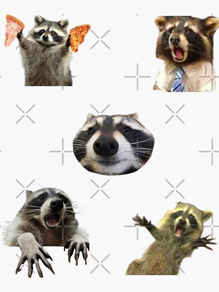 Raccoon pack funny boy meme | Sticker