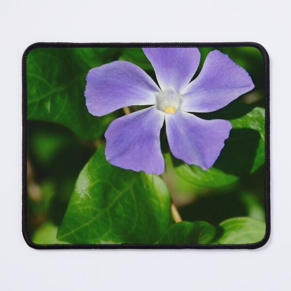 Item preview, Periwinkle Flower designed and sold by AnthonyThomas.