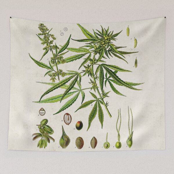 Item preview, Vintage Illustration of Cannabis, "Cannabis Sativa" designed and sold by Gin  Neko.