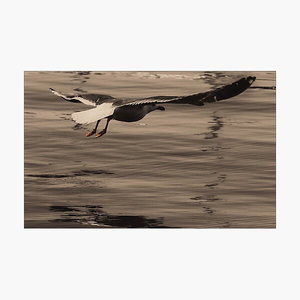 Item preview, Flying seagull over the sea  designed and sold by BIPHOTONEWS.