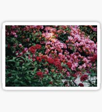 flowers in disneyland Sticker