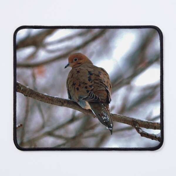 Item preview, Winter Mourning Dove Perched In a Tree designed and sold by BackyardBirder.