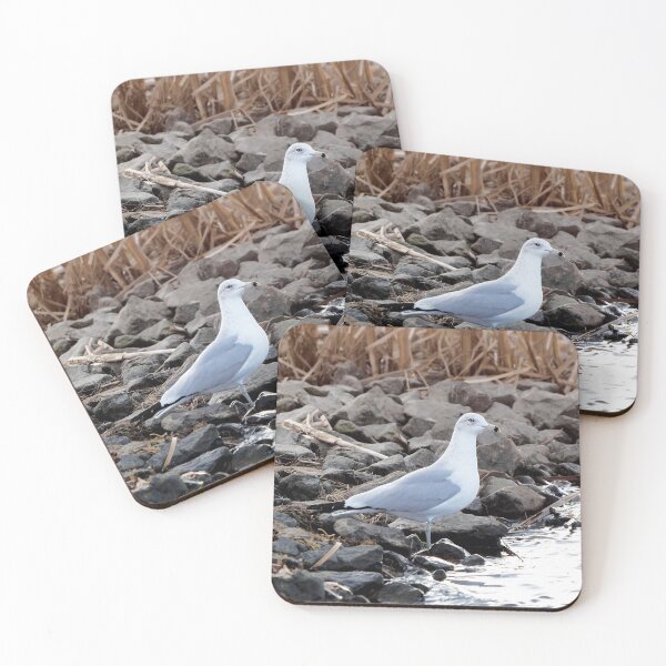 Item preview, Gull Standing By The Water designed and sold by BackyardBirder.
