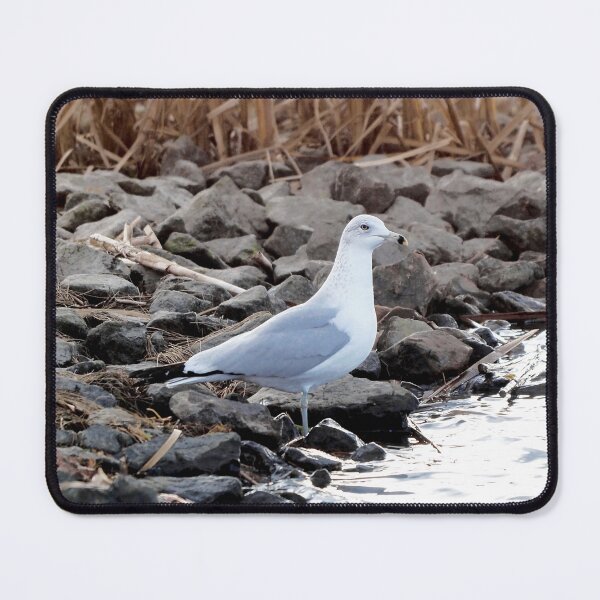 Item preview, Gull Standing By The Water designed and sold by BackyardBirder.