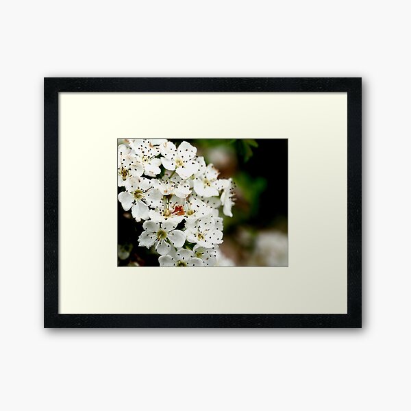 NDVH Flowers 4 Framed Art Print