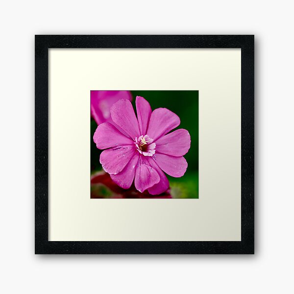 NDVH Flowers 5 Framed Art Print