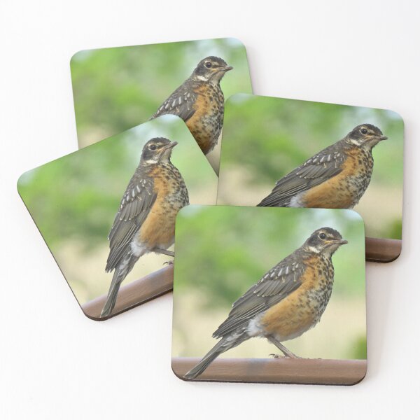 Item preview, American Robin-4 designed and sold by MaryLinH.