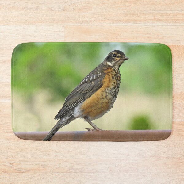 Item preview, American Robin-4 designed and sold by MaryLinH.