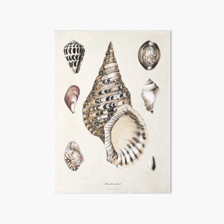 Sea Shell Bra | Art Board Print