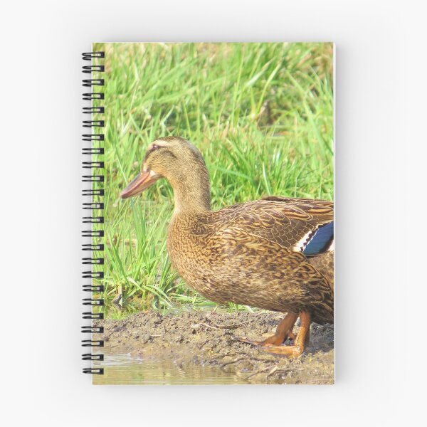 Item preview, Mallard-3 designed and sold by MaryLinH.
