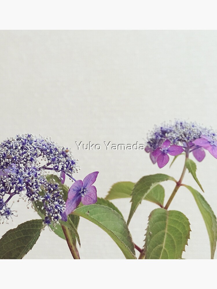 Thumbnail 3 of 3, Sticker, Mountain Hydrangea designed and sold by Yuko Yamada.