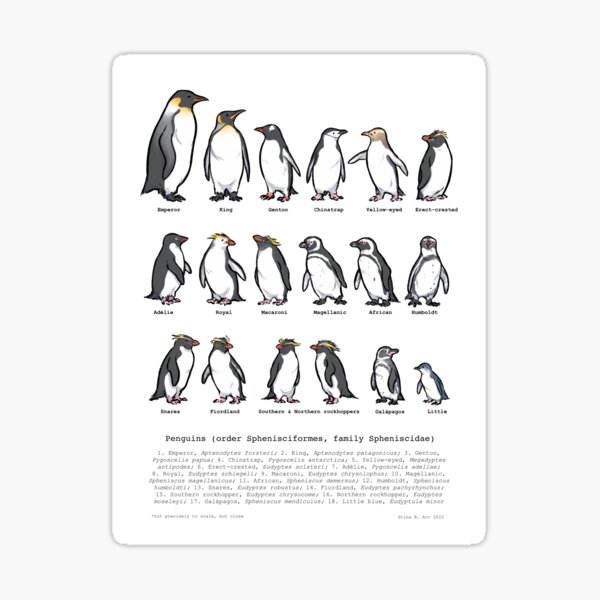 Penguin Species Sticker